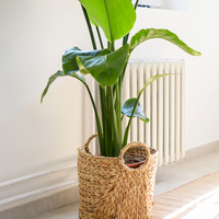 Starliçe çiçeğinin anlamı nedir?