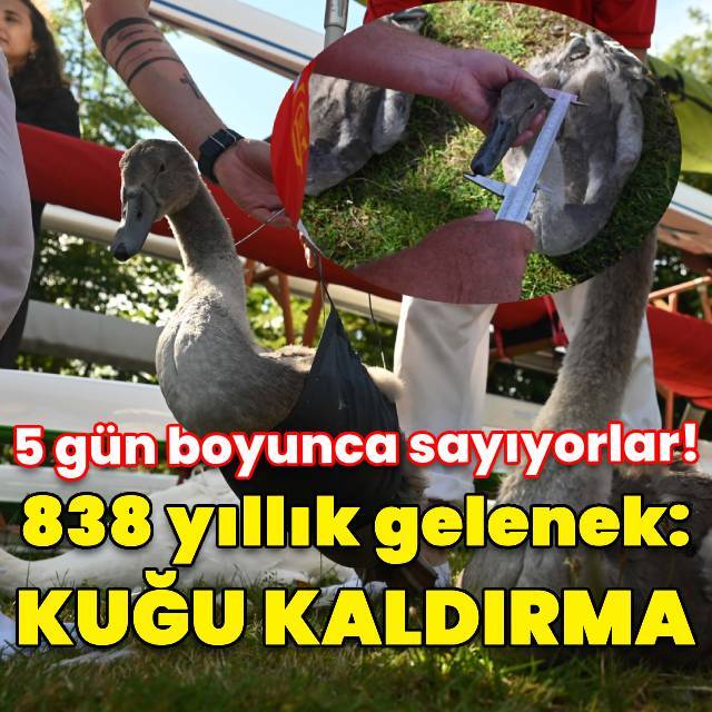 838 yıllık gelenek: Kuğu kaldırma!