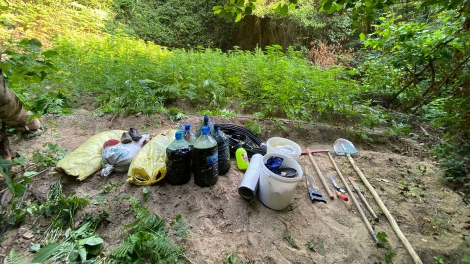 2 bin 120 kök kenevir ele geçirildi