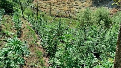 Bingöl'de 590 kök Hint keneviri ele geçirildi