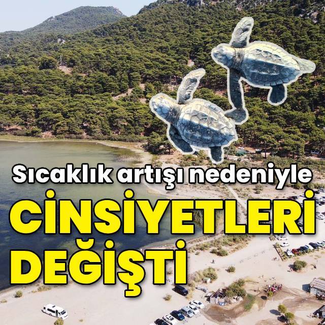 Sıcaklık artışı nedeniyle cinsiyetleri değişti