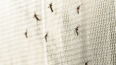 Prof. Dr. Yavuz'dan sivrisineklerden bulaşan virüs uyarısı