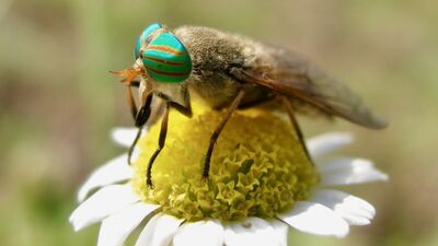 Sadece Milas'ta bulunuyor