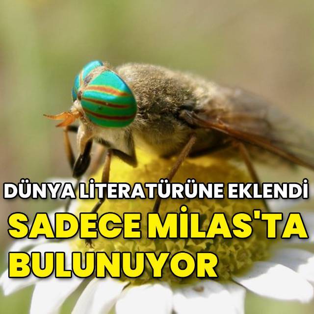 Sadece Milas'ta bulunuyor