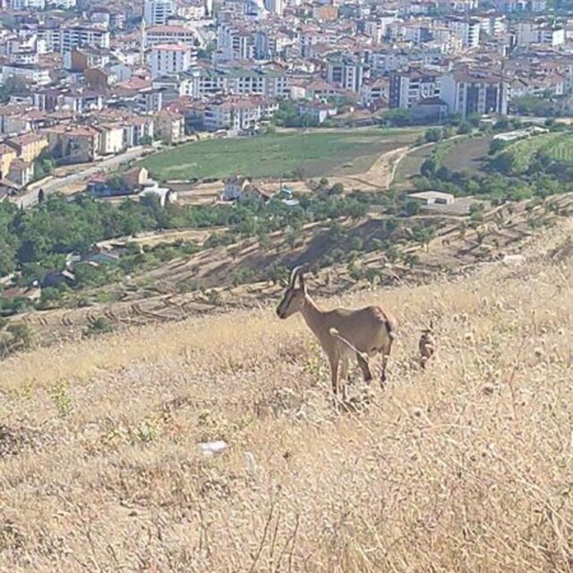 Şehre bu kadar yaklaştılar