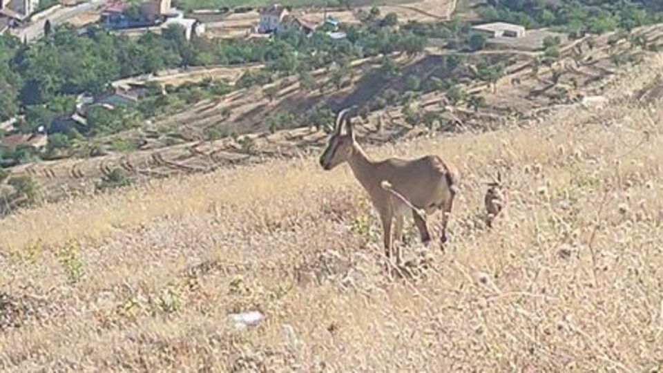 Şehre bu kadar yaklaştılar