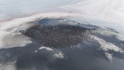 Tuz Gölü'nde bu yıl 4 bin 300 yavru uçuşa hazır