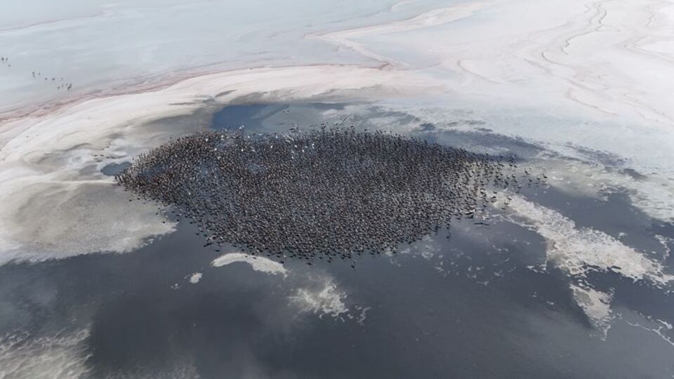 Tuz Gölü'nde bu yıl 4 bin 300 yavru uçuşa hazır