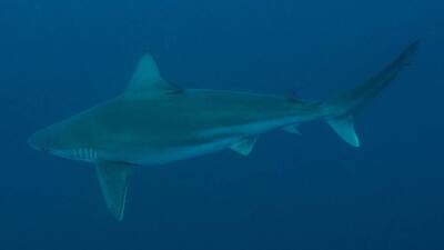 İskenderun Körfezi açıklarında görüntülendi