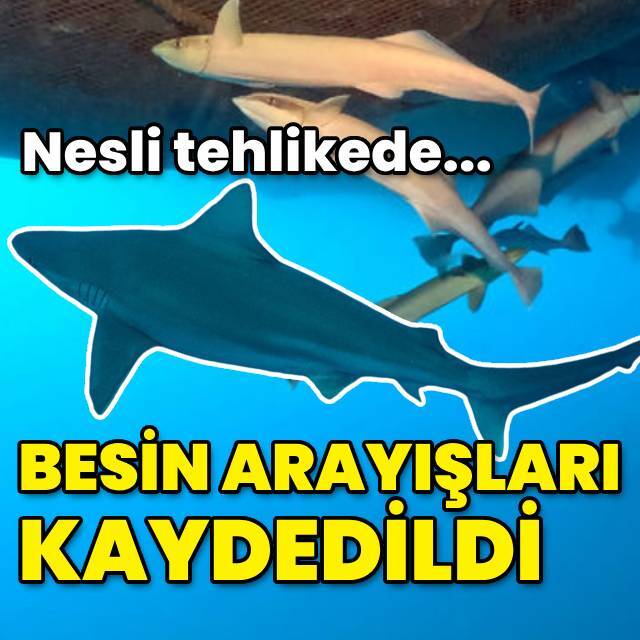 İskenderun Körfezi açıklarında görüntülendi