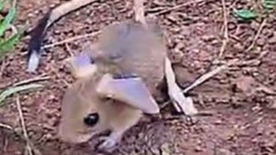 'Kırmızı liste'de bulunan Arap tavşanı görüntülendi