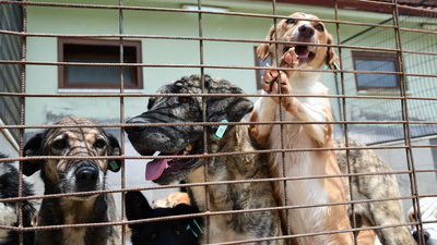 Sokak hayvanları düzenlemesinde sıcak gelişme!