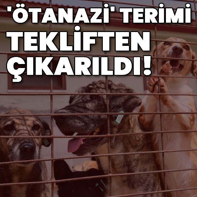 Sokak hayvanları düzenlemesinde sıcak gelişme!