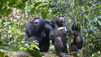 Bilim insanları tespit etti! Geyik değil, şempanze muhabbeti