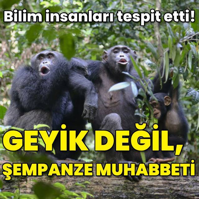 Bilim insanları tespit etti! Geyik değil, şempanze muhabbeti