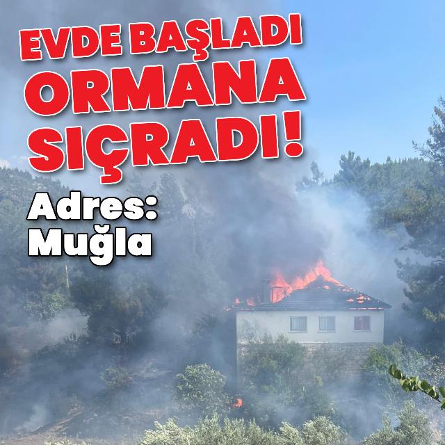 Evde başladı, ormana sıçradı!