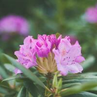 Açelya çiçeğinin anlamı nedir?