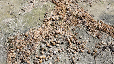Oksijensiz kalan Eğirdir Gölü'nde kabuklu canlılar öldü!