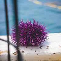 Deniz kestanesi nasıl yenir?