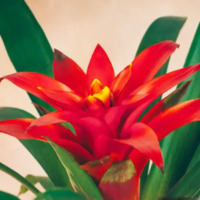 Guzmanya çiçeğinin anlamı nedir?