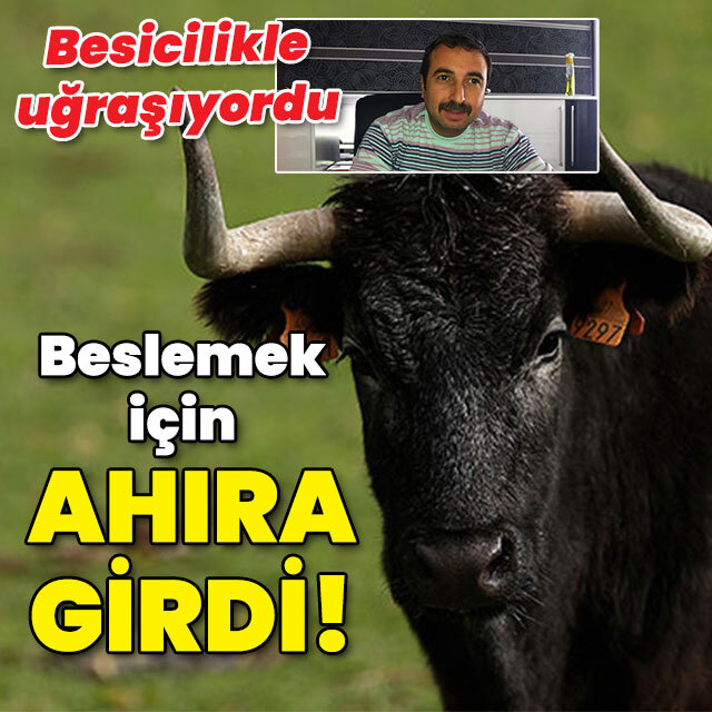 Beslemek için ahıra girdi!