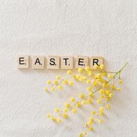 Mimoza çiçeğinin anlamı nedir?