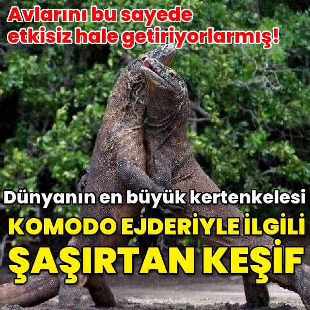 Komodo ejderleriyle ilgili şaşırtan keşif!