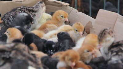 Tavukların hisleri keşfedildi