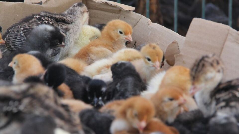 Tavukların hisleri keşfedildi