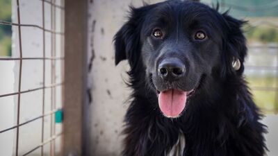 5 günde 270 köpek sahiplendirildi