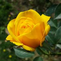 12 adet gülün anlamı nedir?