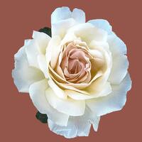 13 adet gülün anlamı nedir?