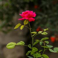 24 adet gülün anlamı nedir?