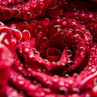 33 adet gülün anlamı nedir?