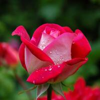 11 adet gülün anlamı nedir?