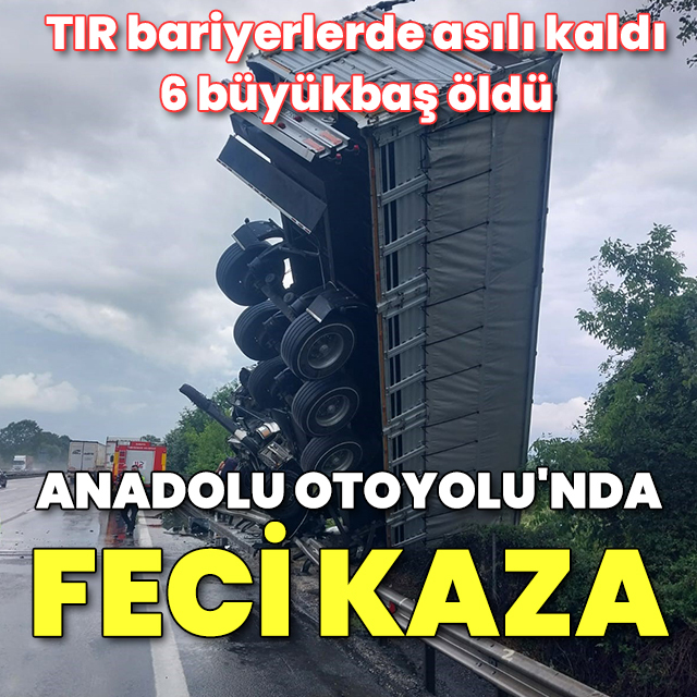 Büyükbaş hayvan yüklü TIR bariyerlerde asılı kaldı: 6 hayvan öldü