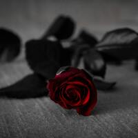 50 adet gülün anlamı nedir?