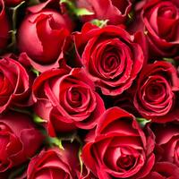 56 adet gülün anlamı nedir?