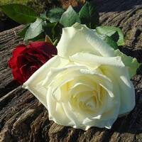 Beyaz gülün anlamı nedir?