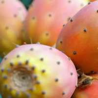 Dikenli incir nasıl yenir, tüketilir?