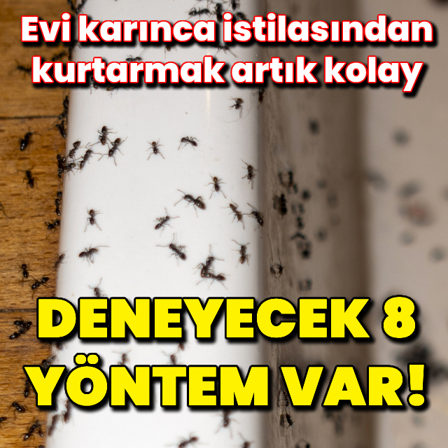 Karıncalardan kurtulmanın 8 yolu!