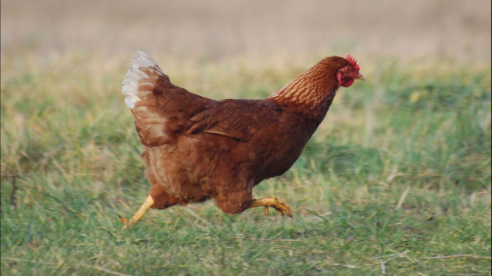 "Bahçeme tavuk girdi" kavgası! Akrabalarını öldürdü!
