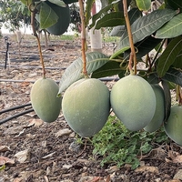 Mango nasıl yenir, tüketilir?