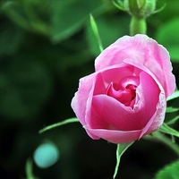 Pembe gülün anlamı nedir?