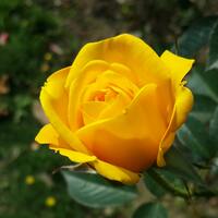 Sarı gülün anlamı nedir?