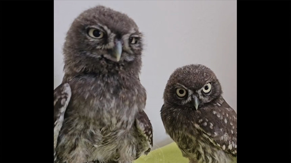 Bakanlık ekipleri kukumav kuşlarına isim arıyor