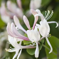 Hanımeli çiçeğinin anlamı nedir?