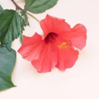 Hibiskus çiçeğinin anlamı nedir?