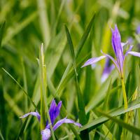 İris çiçeğinin anlamı nedir?