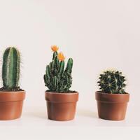 Kaktüs çiçeğinin anlamı nedir?